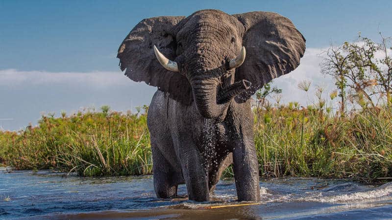 Matusadona Elephant