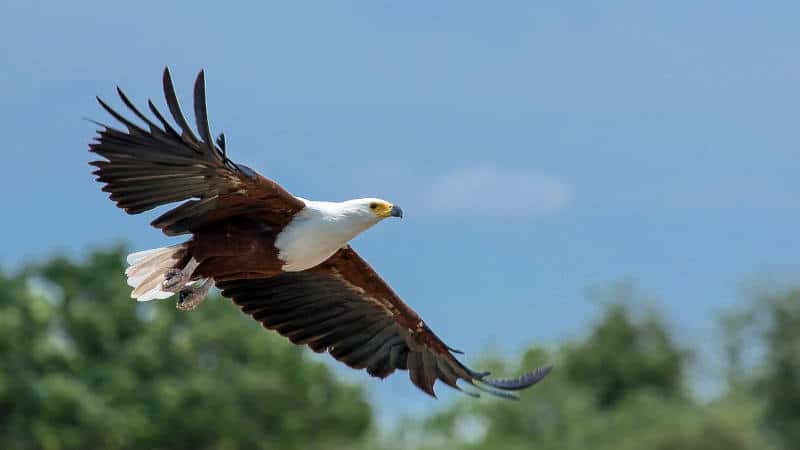 Matusadona National Park Birdlife